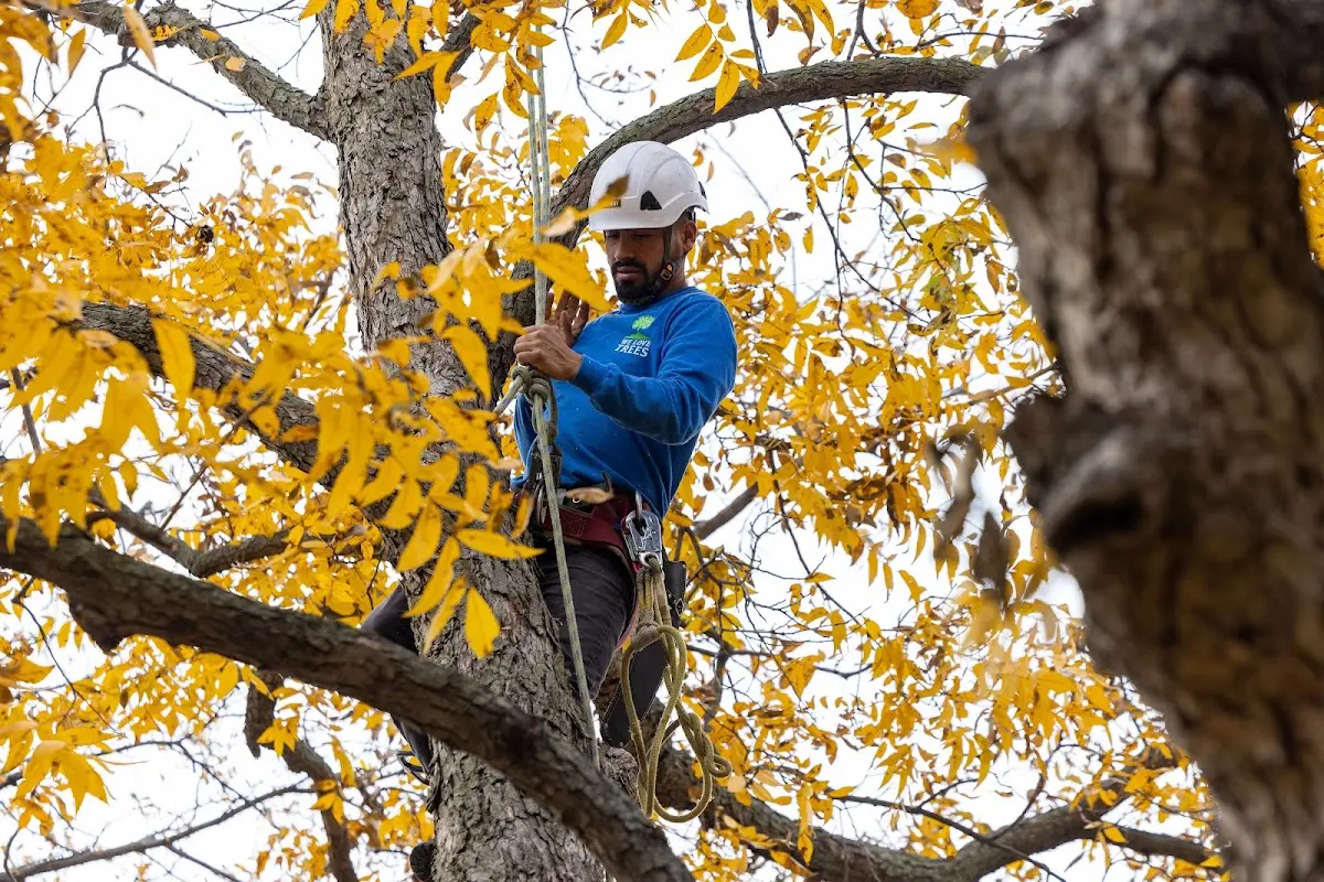 Skilled Tree Transplanting crew working in Charles City